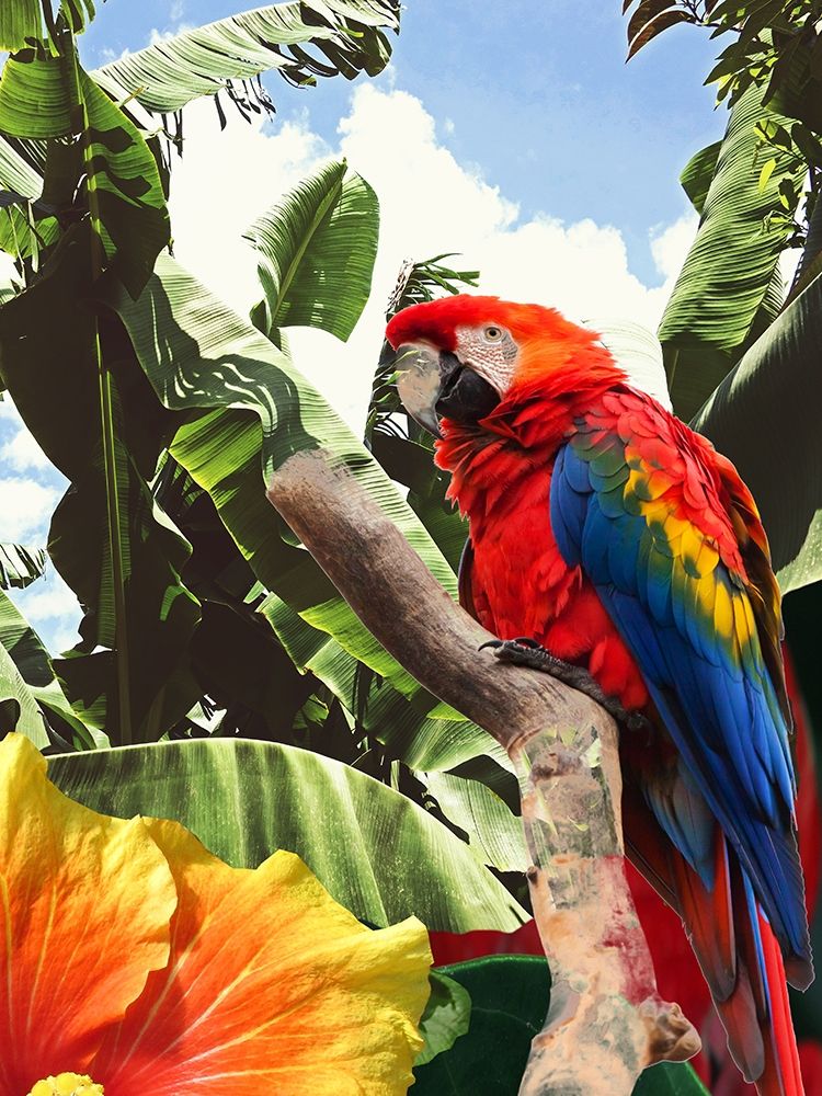 Tropical Garden art print by Jamie Phillip for $57.95 CAD
