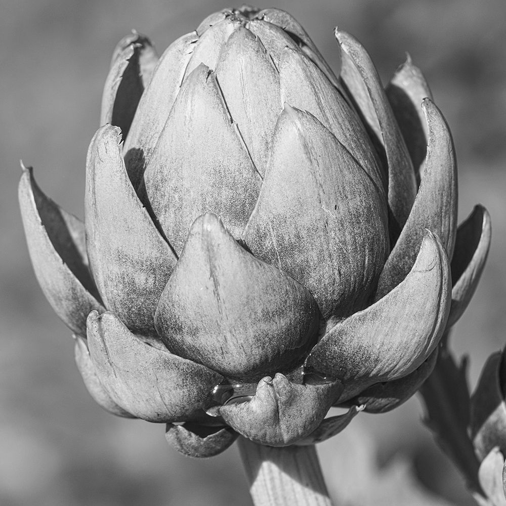 Artichoke art print by Jamie Phillip for $57.95 CAD