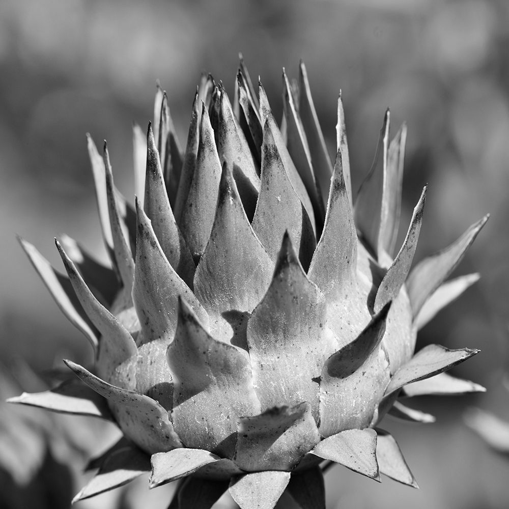 Artichoke 2 art print by Jamie Phillip for $57.95 CAD