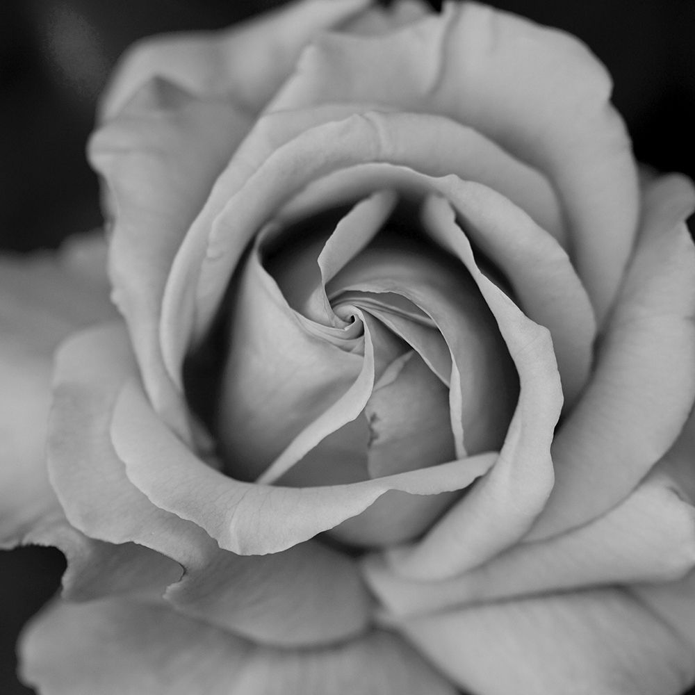 Beauty In Black art print by Jamie Phillip for $57.95 CAD