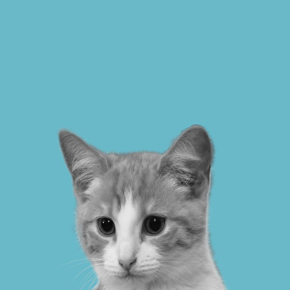 Good Cat art print by Jamie Phillip for $57.95 CAD