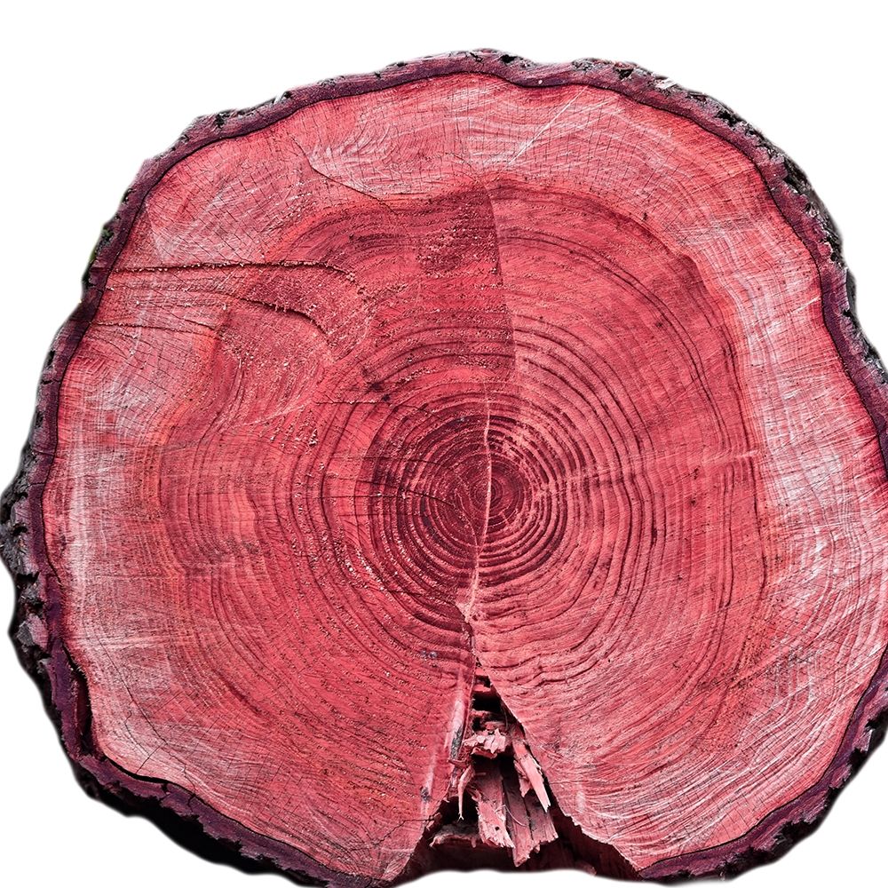 Lodge Log 2 art print by Jamie Phillip for $57.95 CAD