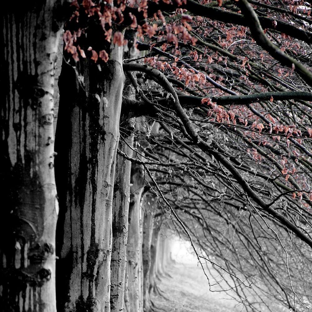 BW and Color art print by Jamie Phillip for $57.95 CAD