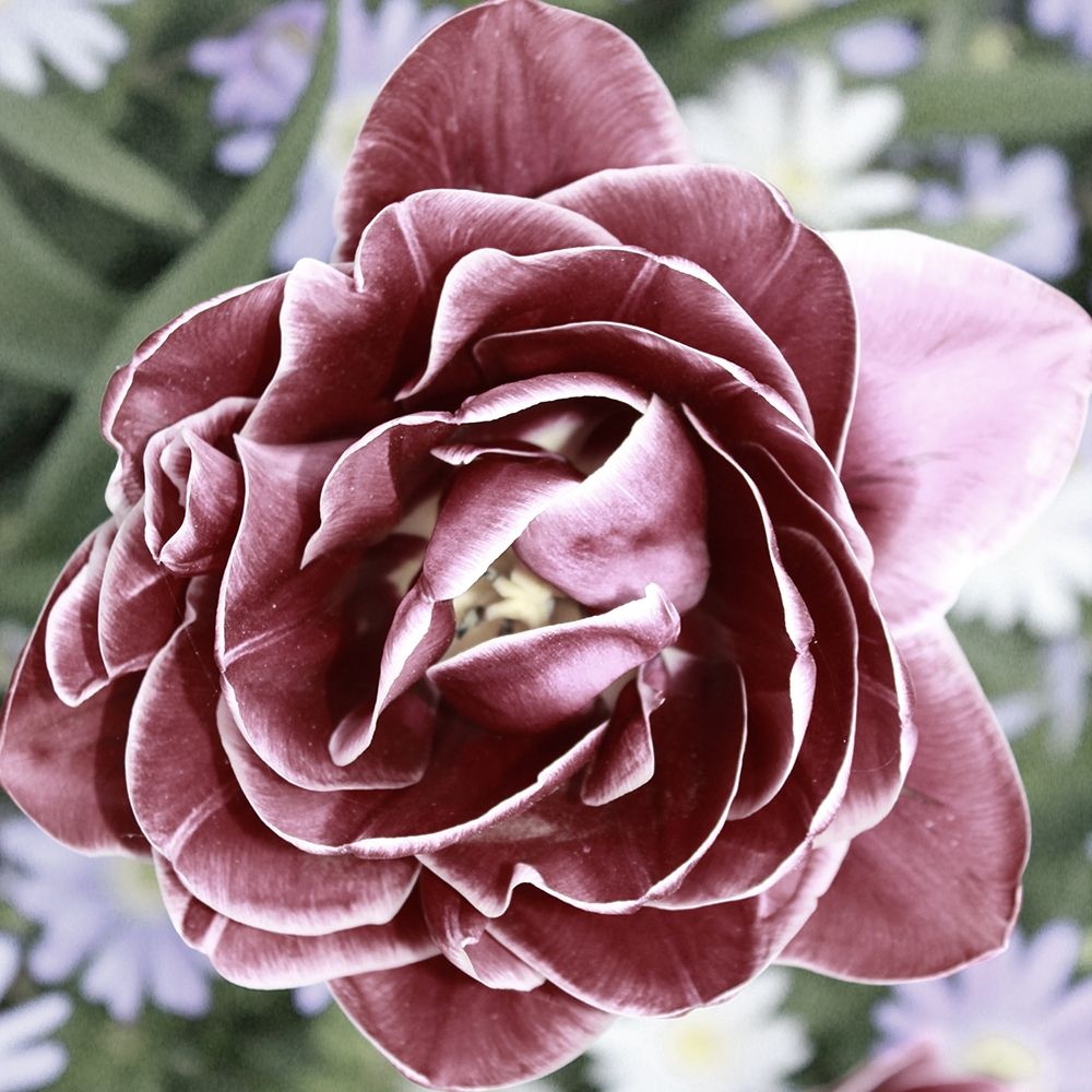Tulipa art print by Jamie Phillip for $57.95 CAD
