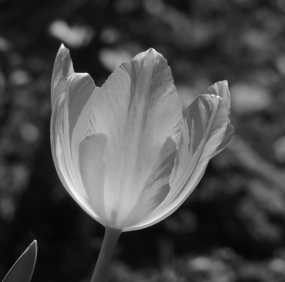 Tulip BW 2 art print by Jamie Phillip for $57.95 CAD