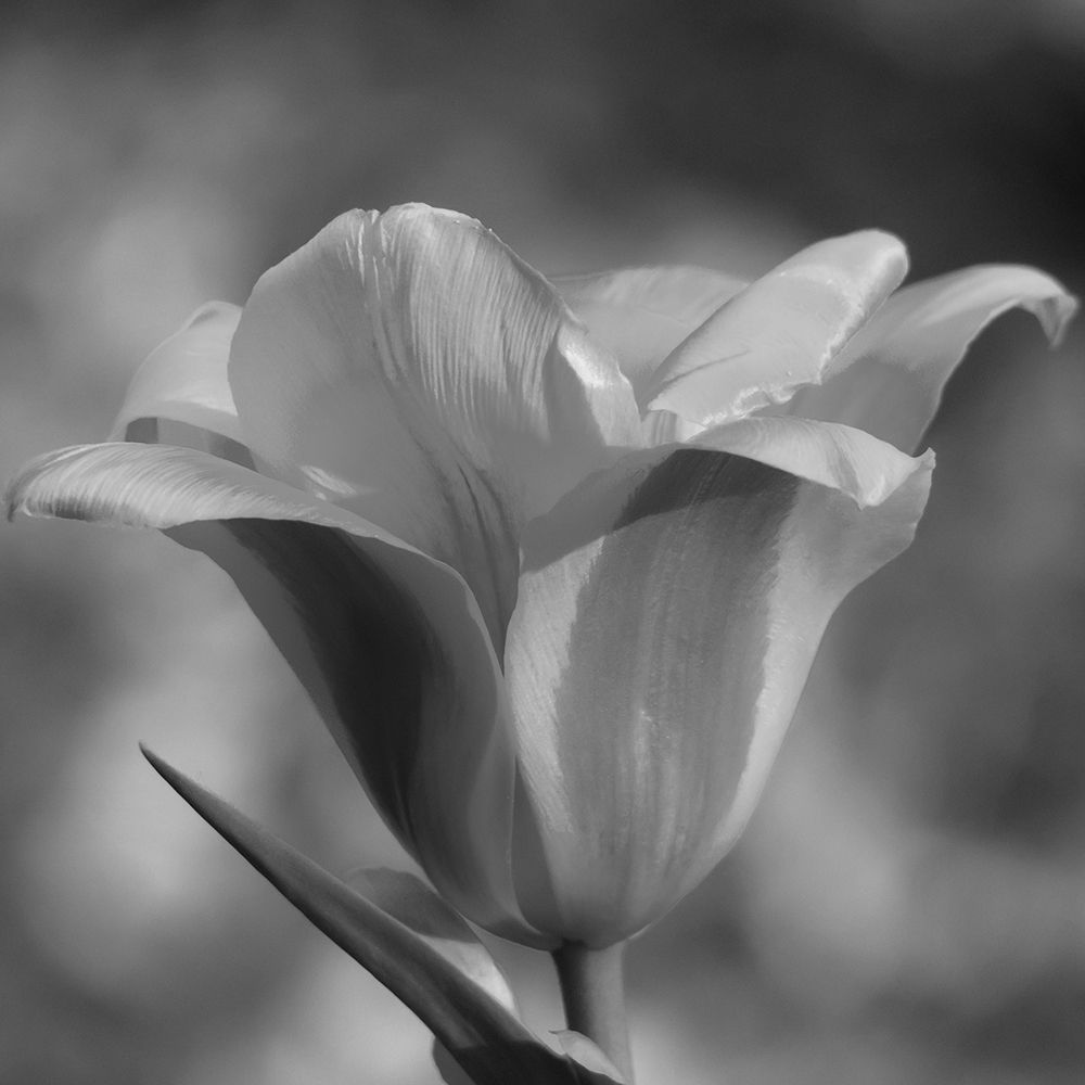 Tulip BW 3 art print by Jamie Phillip for $57.95 CAD