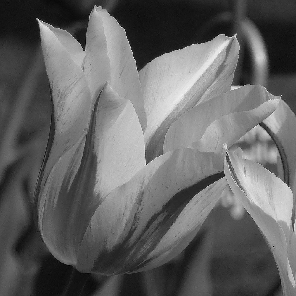 Tulip BW art print by Jamie Phillip for $57.95 CAD
