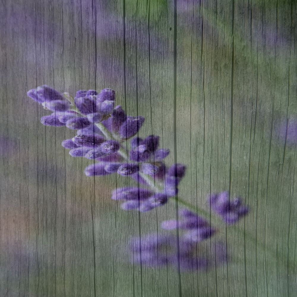 Lavender Aroma art print by Jamie Phillip for $57.95 CAD