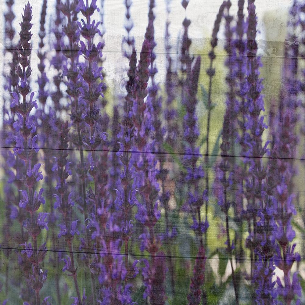 Lavender Flower art print by Jamie Phillip for $57.95 CAD