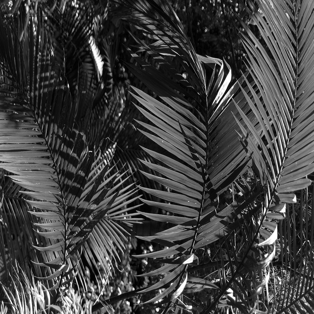 Black Palm art print by Jamie Phillip for $57.95 CAD