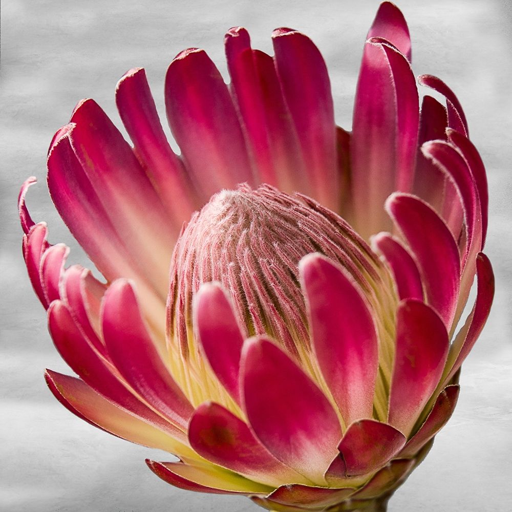 Floral Poetry art print by Jamie Phillip for $57.95 CAD