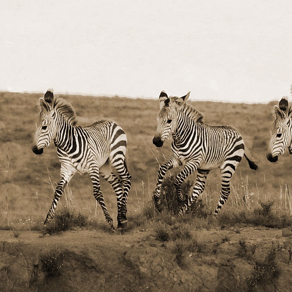 Young Runners art print by Jamie Phillip for $57.95 CAD