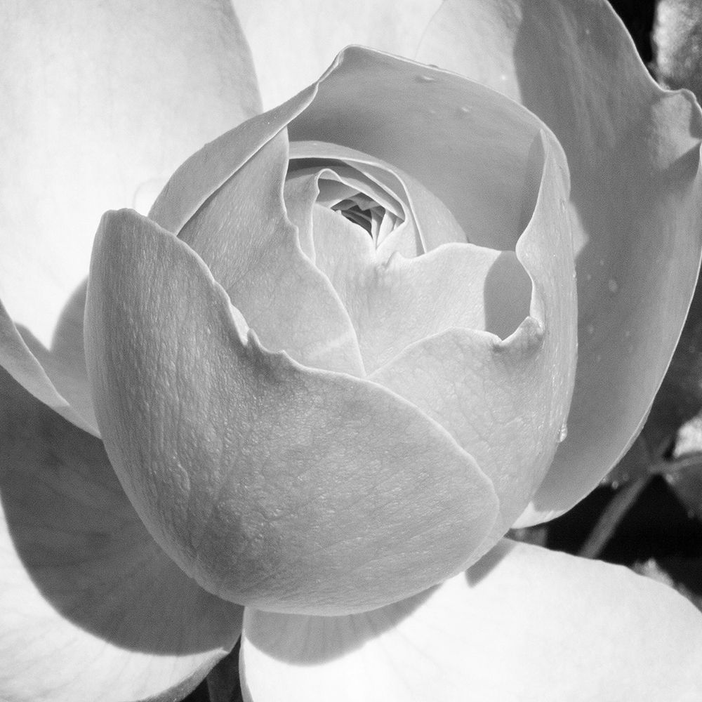 Misty Morning Rose art print by Jamie Phillip for $57.95 CAD