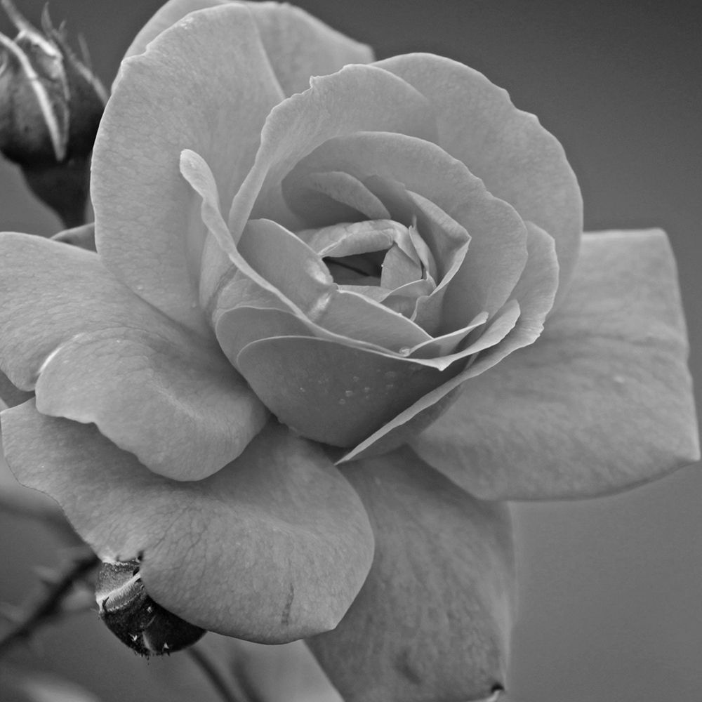 Morning Rose art print by Jamie Phillip for $57.95 CAD