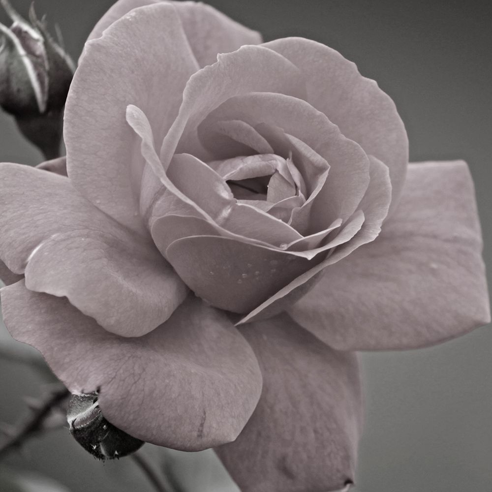 Morning Rose 2 art print by Jamie Phillip for $57.95 CAD