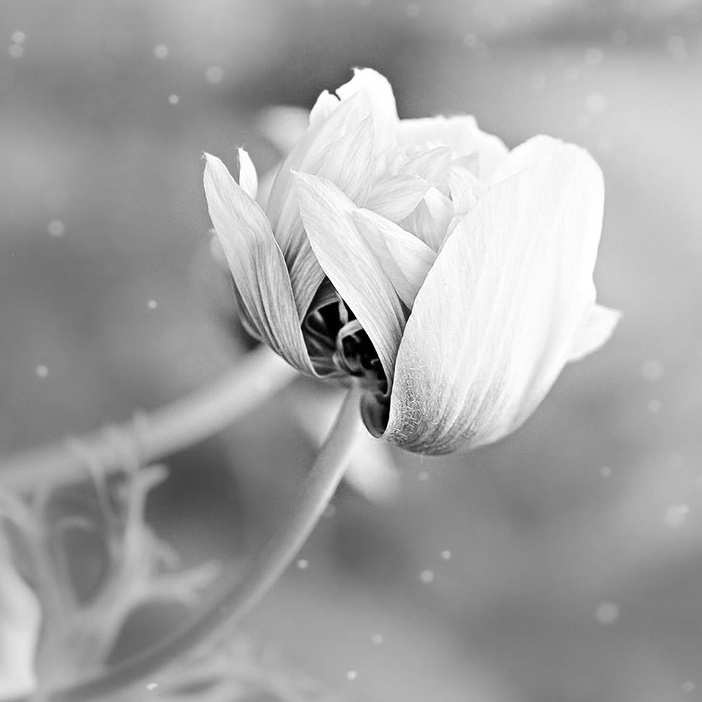 Blank Rose art print by Jamie Phillip for $57.95 CAD