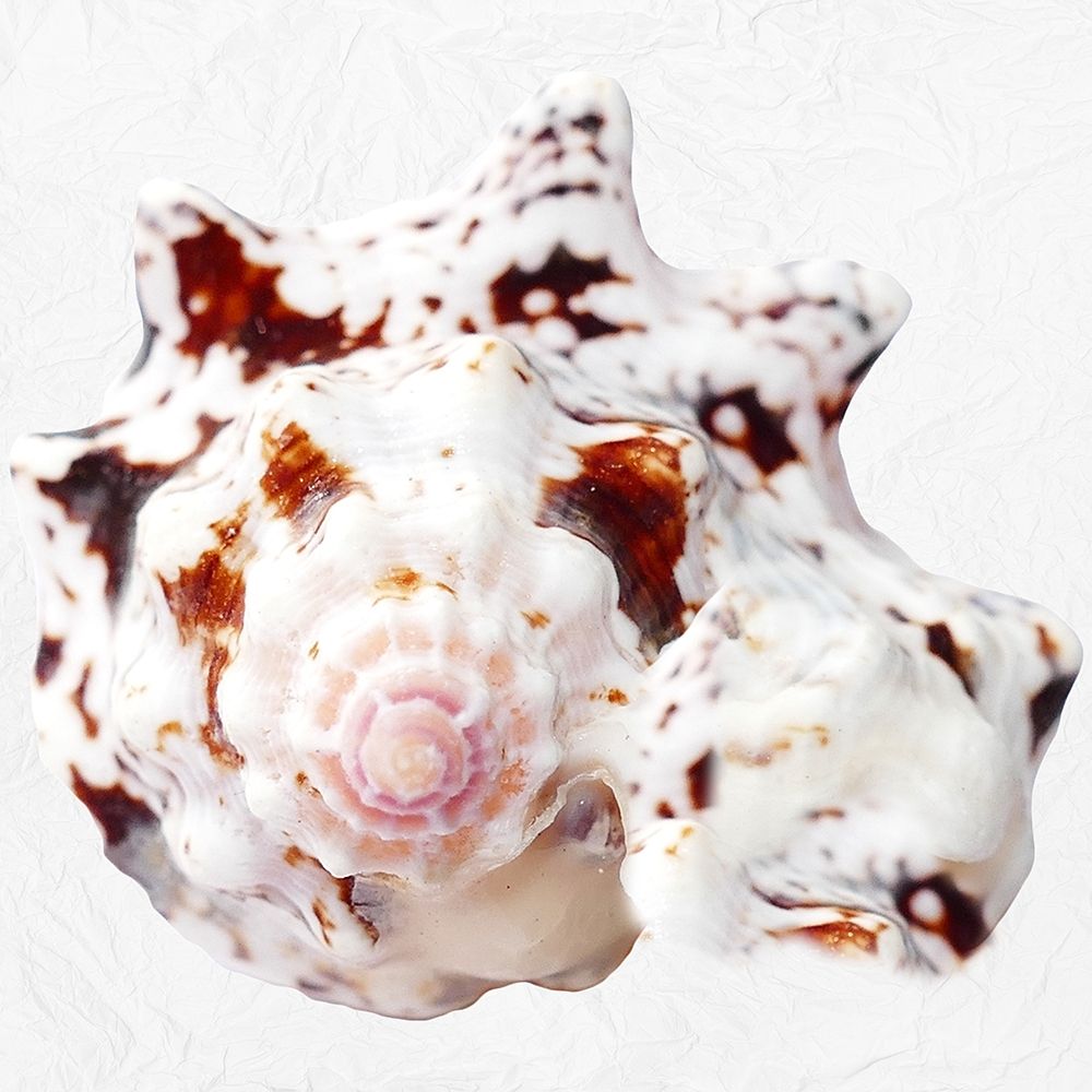 Deep Sea Treasure art print by Jamie Phillip for $57.95 CAD