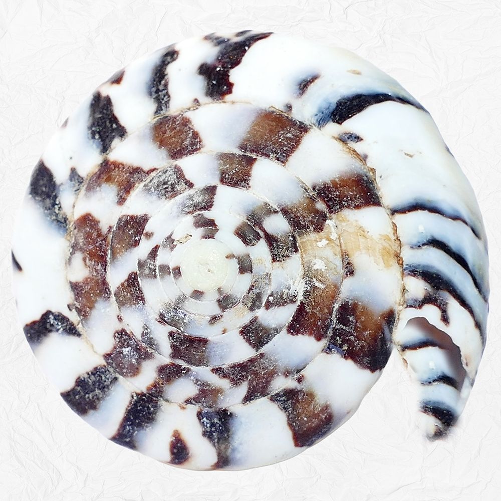 Deep Sea Treasure 2 art print by Jamie Phillip for $57.95 CAD