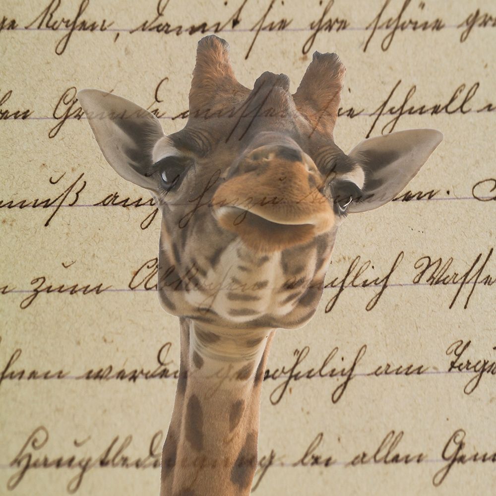 Geraffity art print by Jamie Phillip for $57.95 CAD
