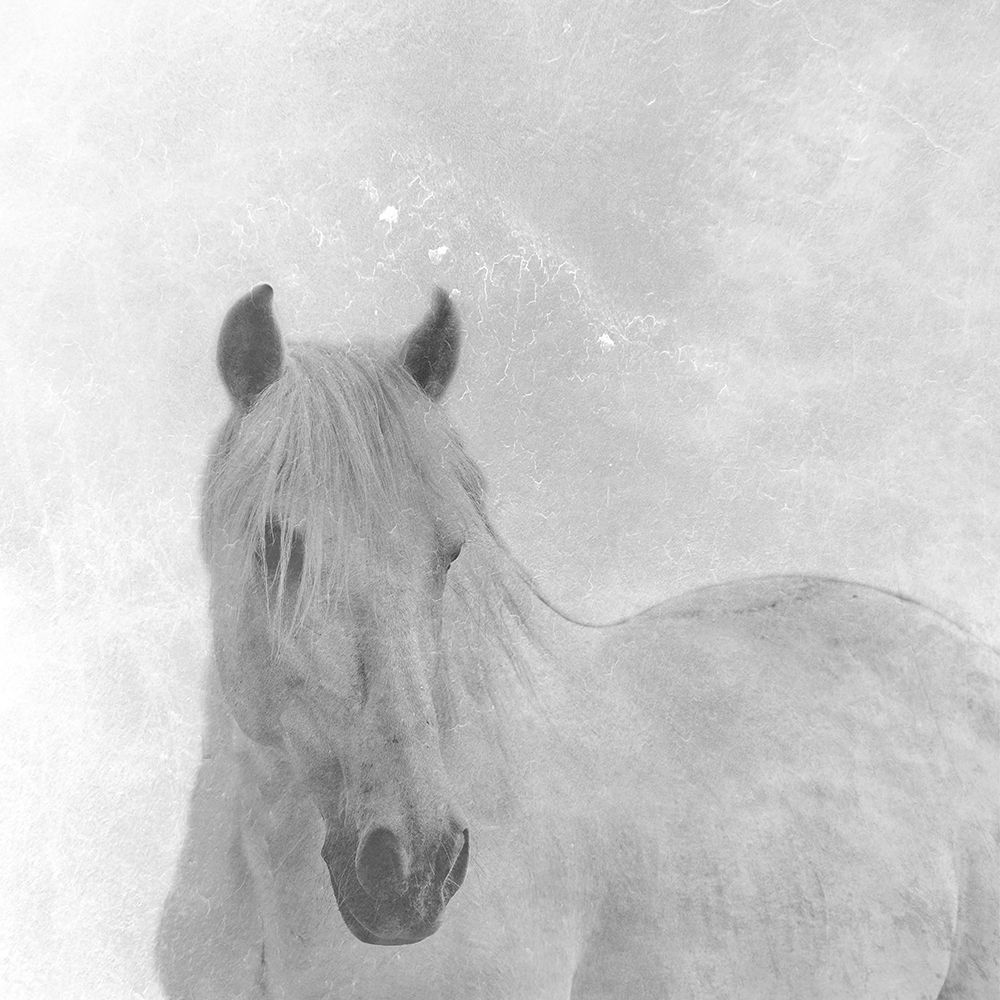 Wise Horse art print by Jamie Phillip for $57.95 CAD