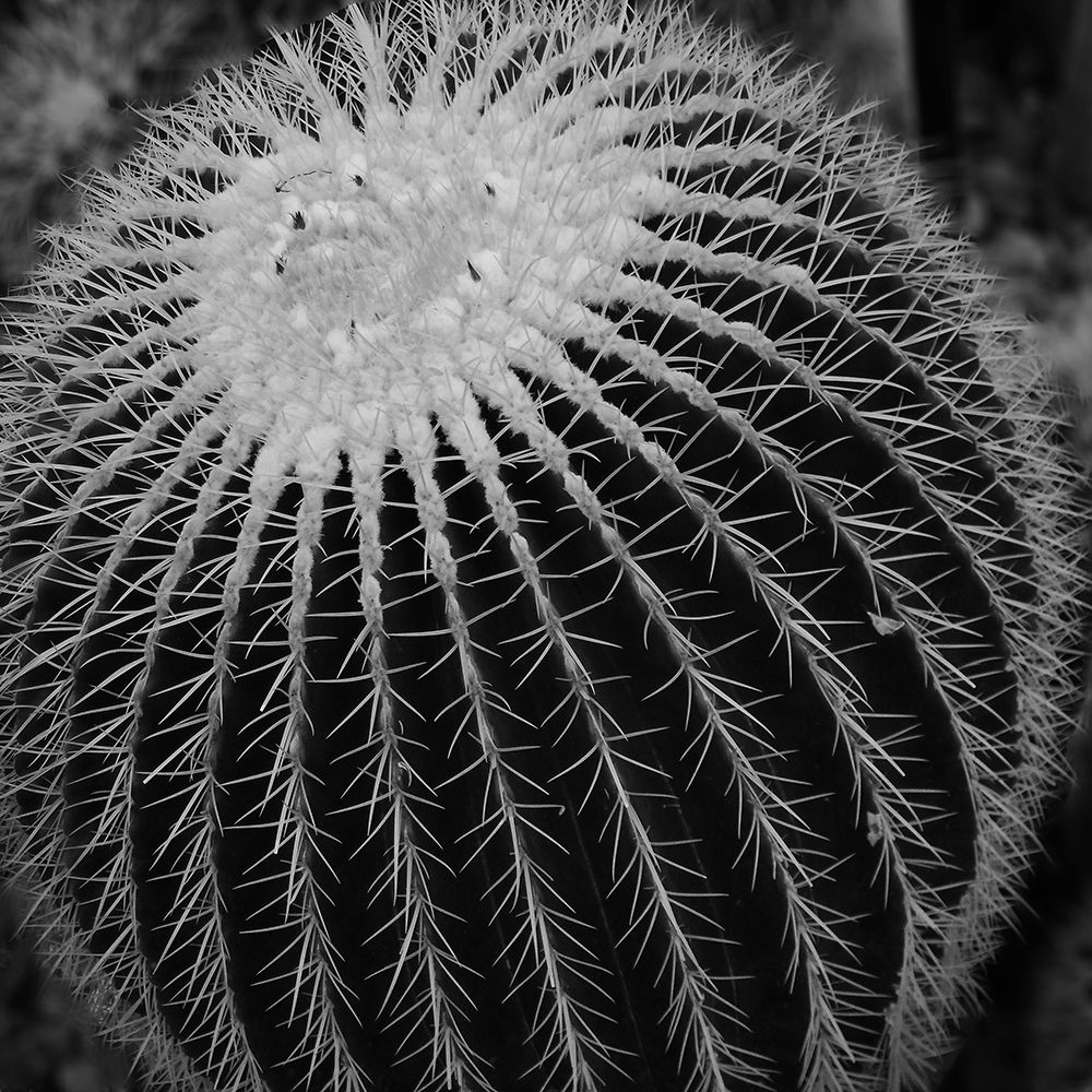 Prickly Bulb art print by Jamie Phillip for $57.95 CAD