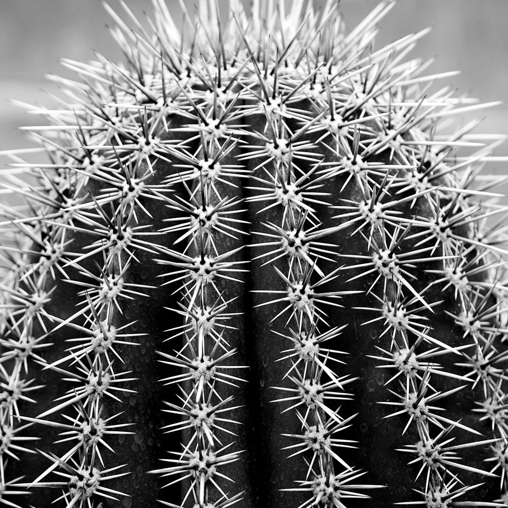Prickly Bulb 2 art print by Jamie Phillip for $57.95 CAD