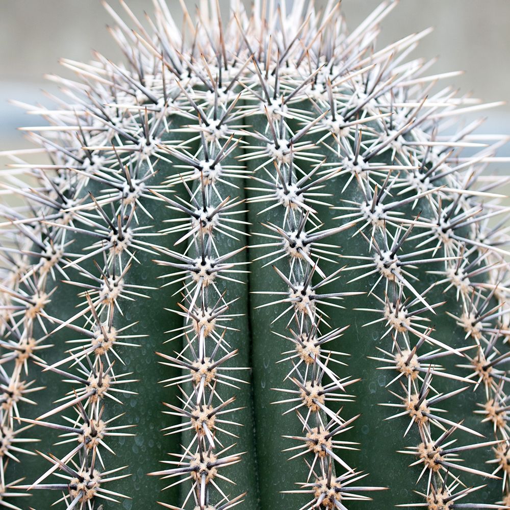 Prickly Bulb 3 art print by Jamie Phillip for $57.95 CAD