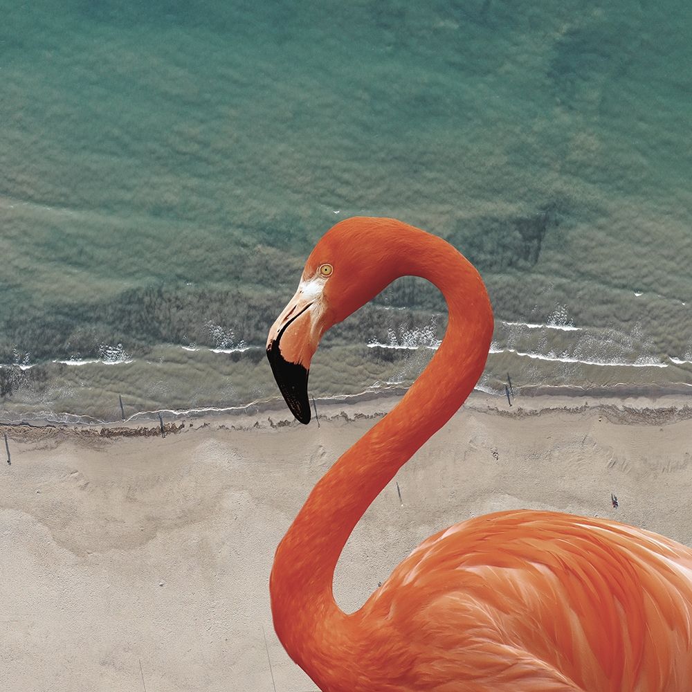 Flamingbay art print by Jamie Phillip for $57.95 CAD