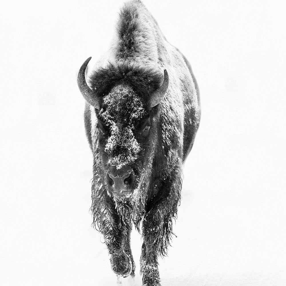 Blizzard Buff art print by Jamie Phillip for $57.95 CAD