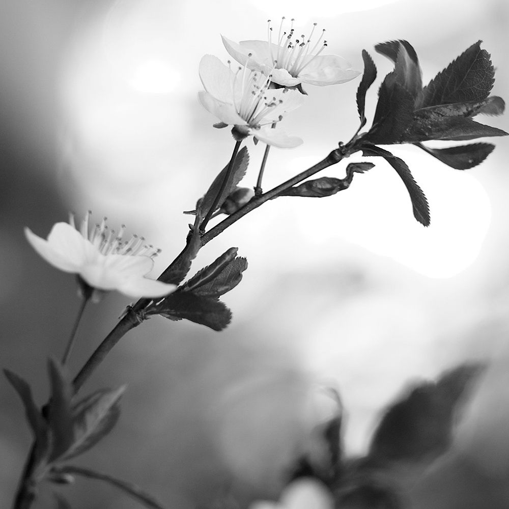 Blooming Black art print by Jamie Phillip for $57.95 CAD