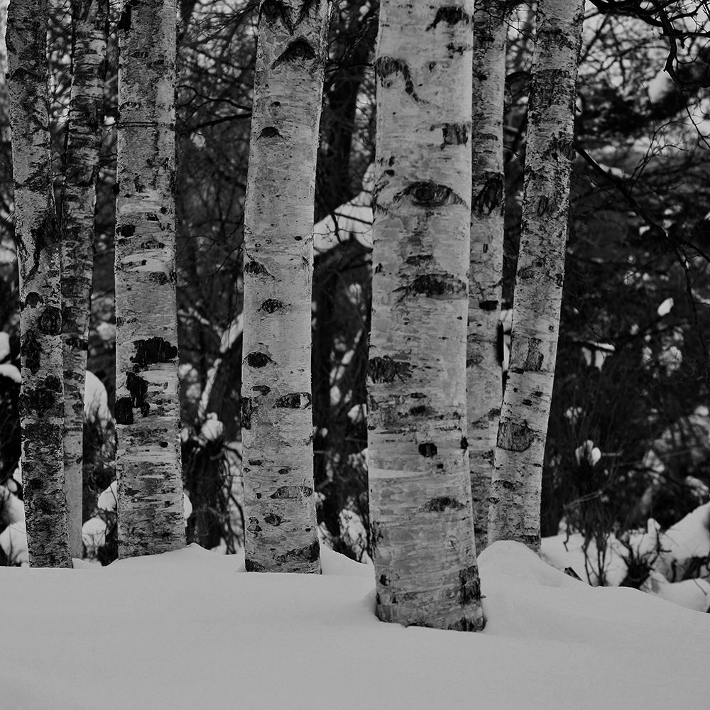 Winter Wood art print by Jamie Phillip for $57.95 CAD