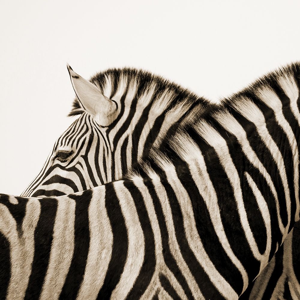 Savana art print by Jamie Phillip for $57.95 CAD