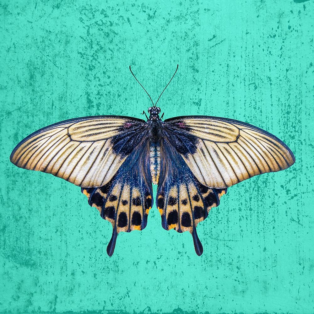 Butterfly art print by Jamie Phillip for $57.95 CAD