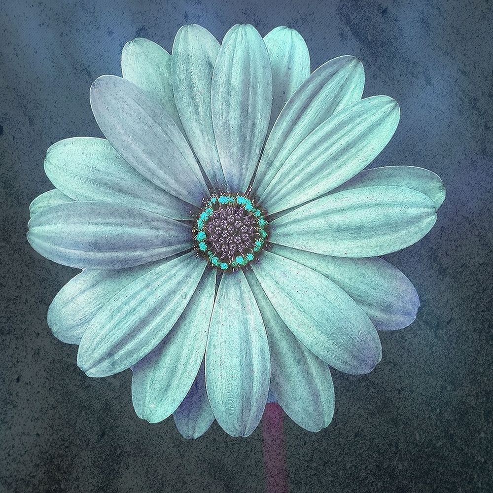 Petals art print by Jamie Phillip for $57.95 CAD