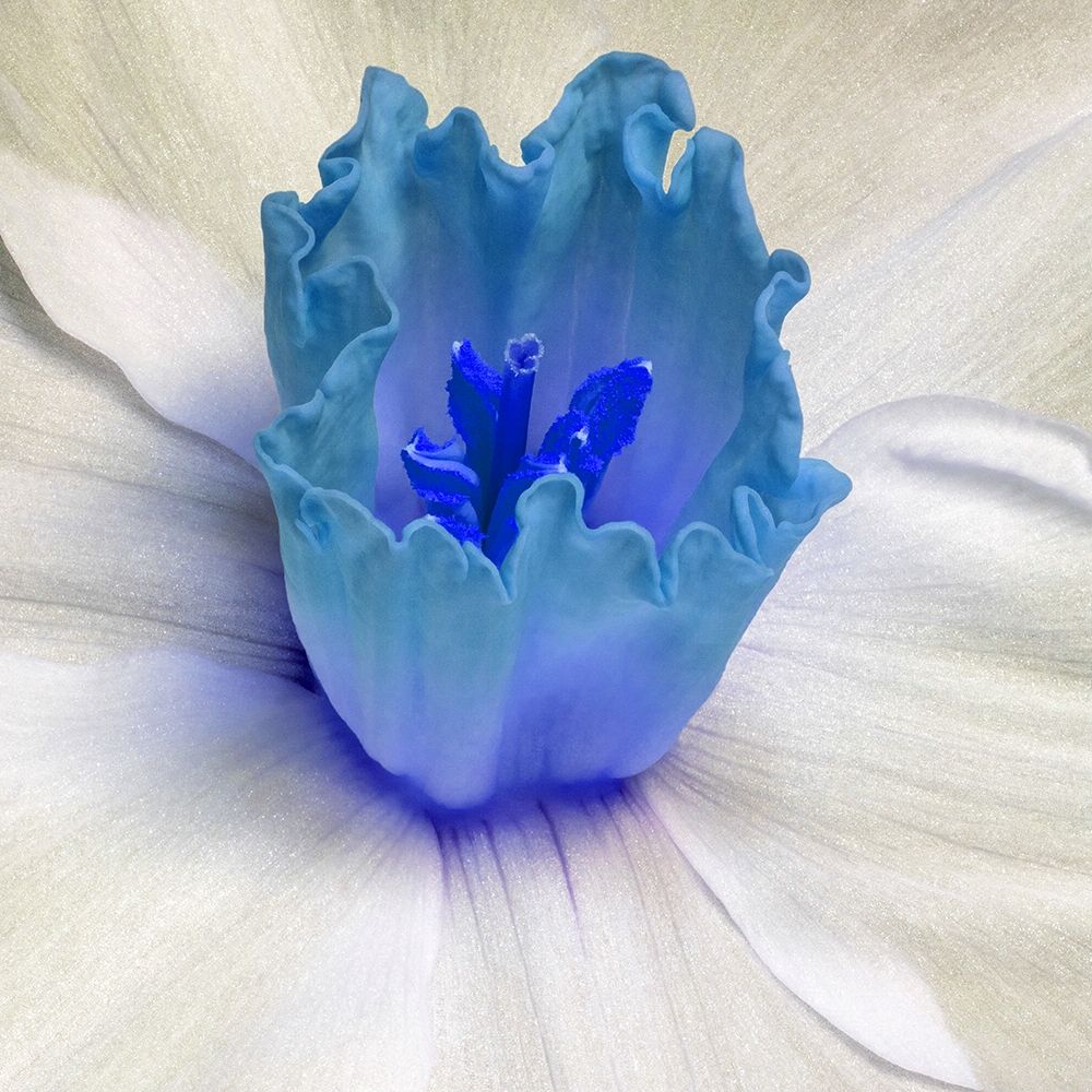 Floral Bud art print by Jamie Phillip for $57.95 CAD