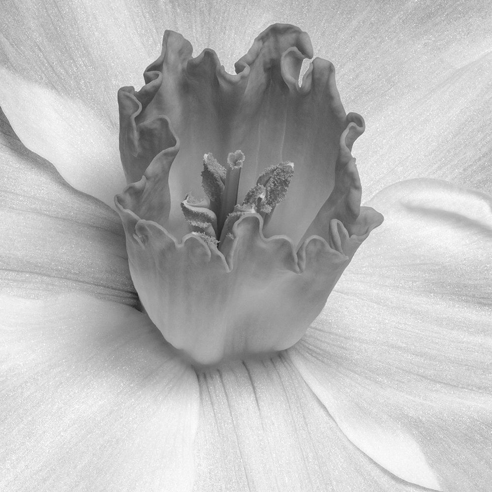 Floral Bud 2 art print by Jamie Phillip for $57.95 CAD