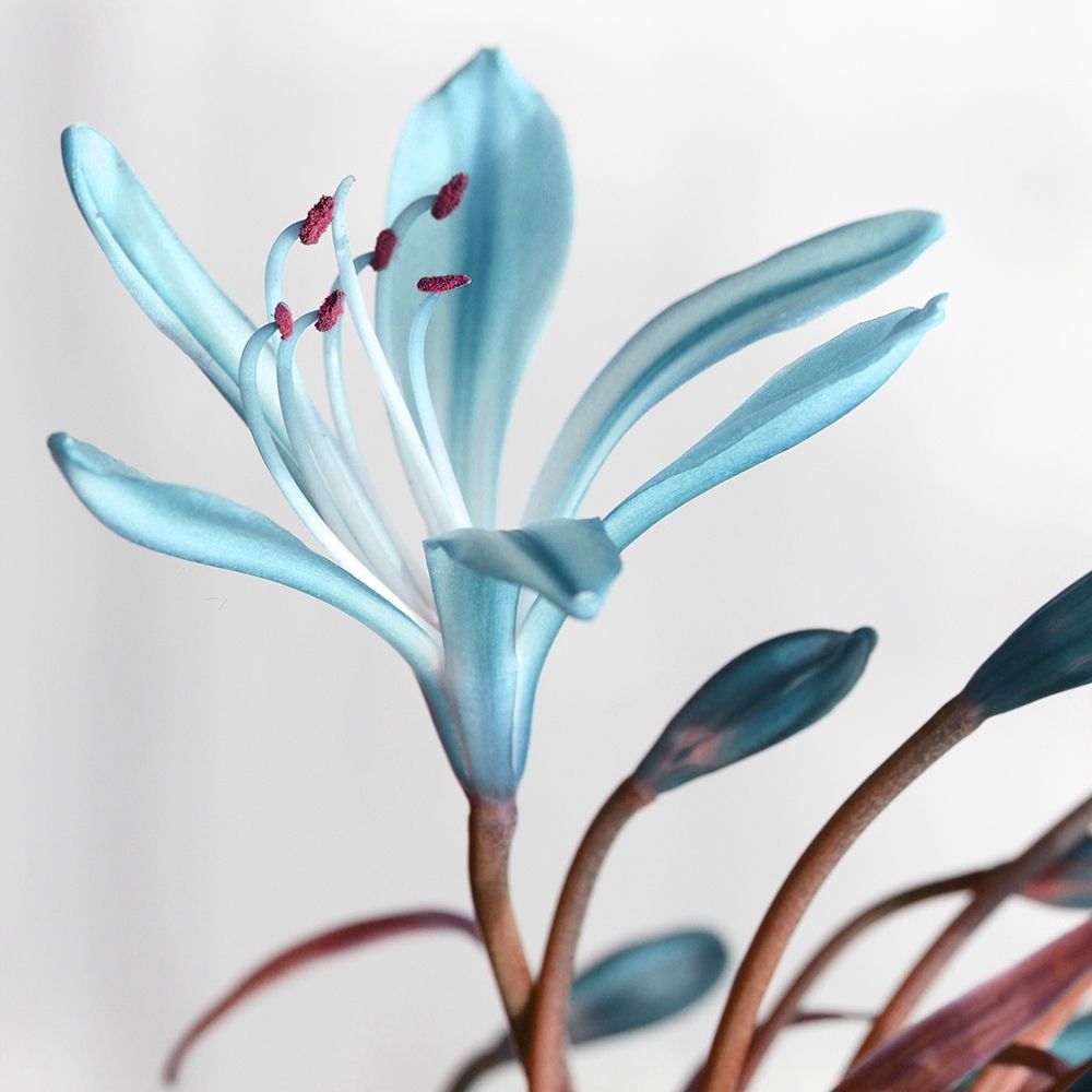 Blue Xray art print by Jamie Phillip for $57.95 CAD