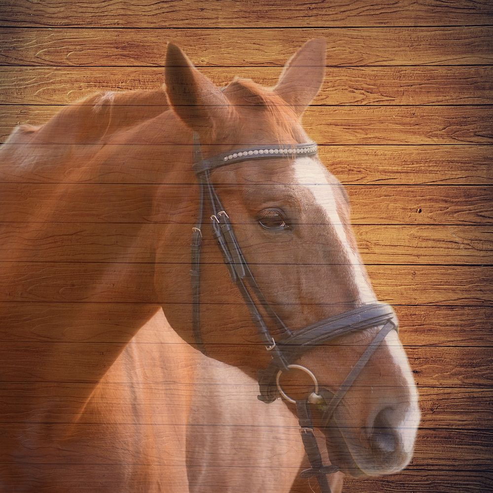 Horse Face art print by Jamie Phillip for $57.95 CAD
