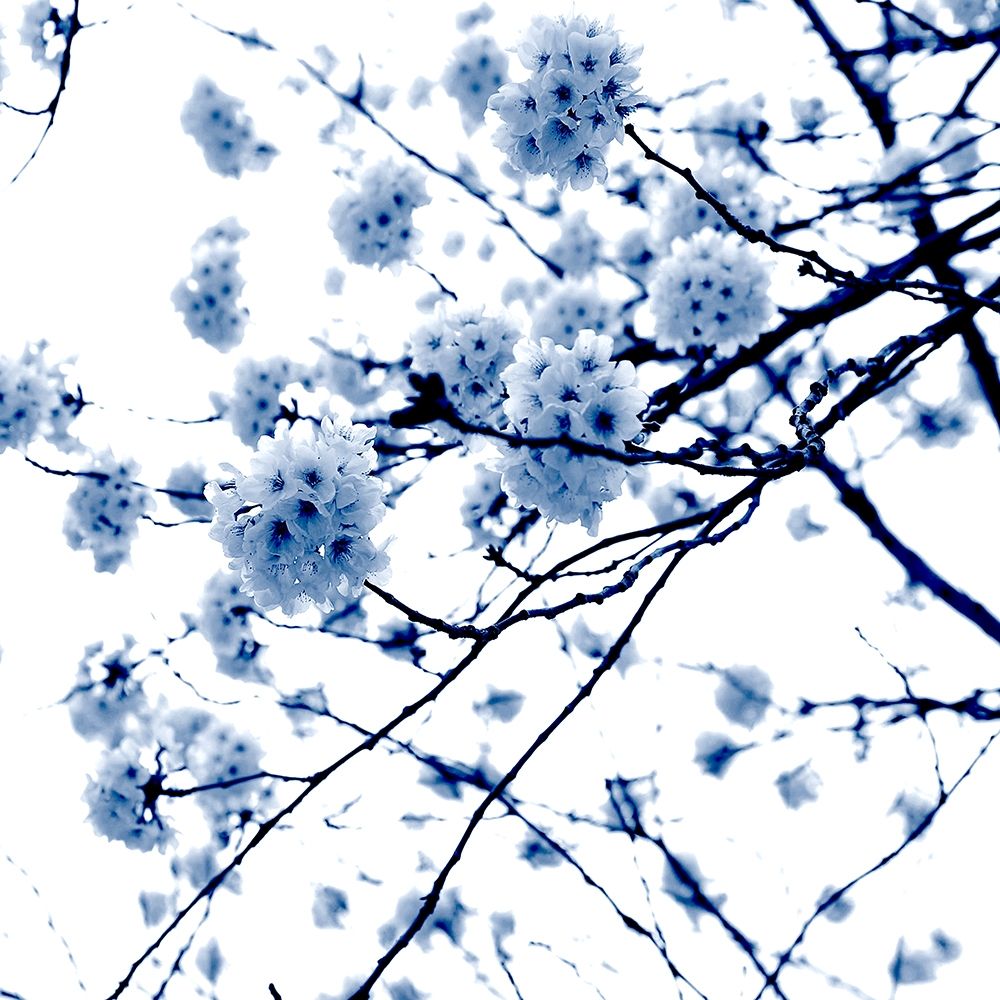Blue Forest art print by Jamie Phillip for $57.95 CAD