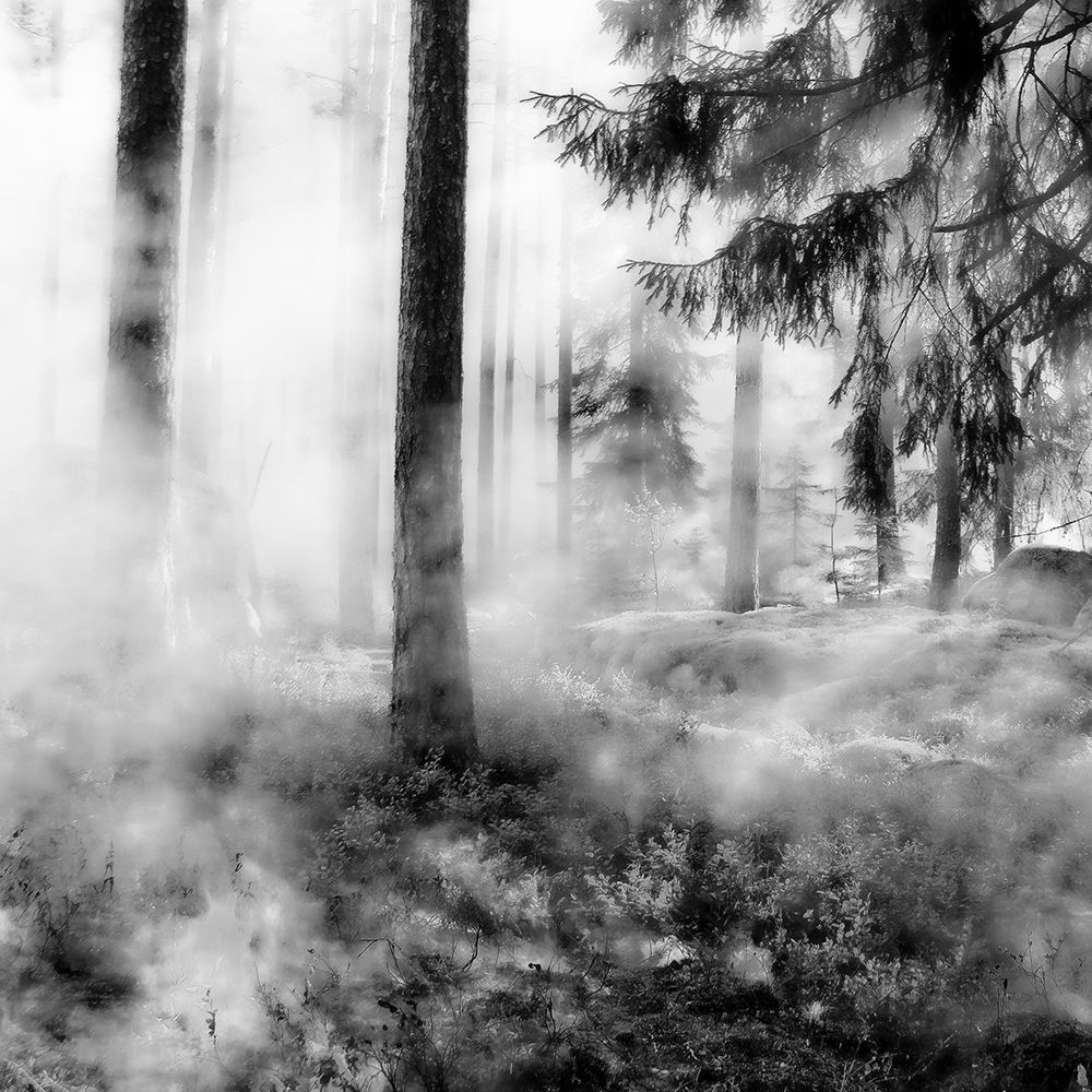 Black Forest art print by Jamie Phillip for $57.95 CAD
