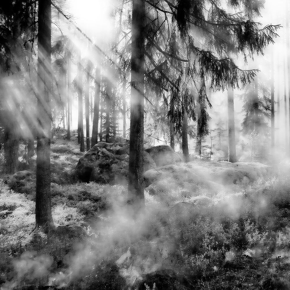 Black Forest 2 art print by Jamie Phillip for $57.95 CAD
