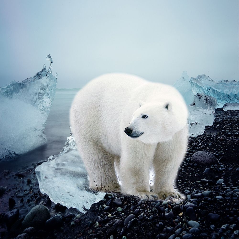 Polar Bear art print by Jamie Phillip for $57.95 CAD