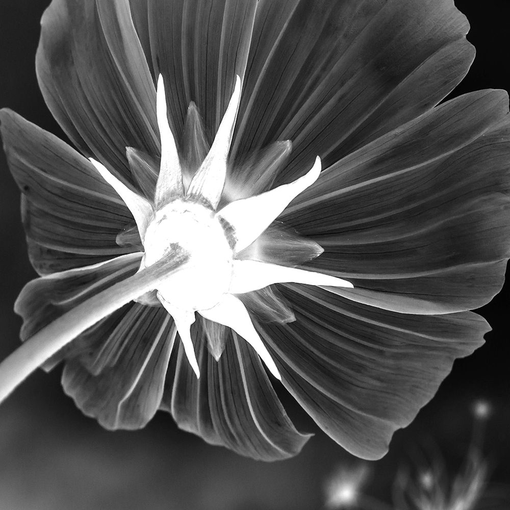 Unbrella Leaf art print by Jamie Phillip for $57.95 CAD