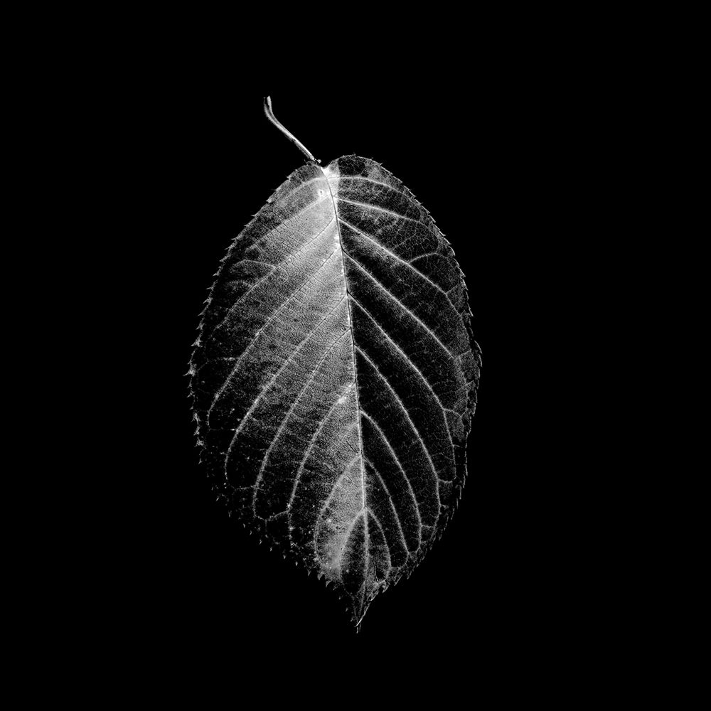 Xray In The Dark art print by Jamie Phillip for $57.95 CAD