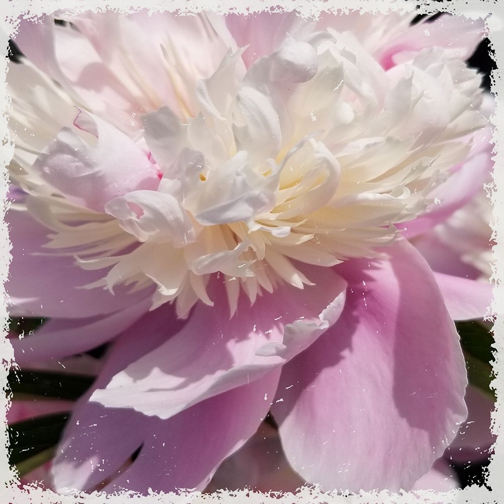 Pink Petals art print by Jamie Phillip for $57.95 CAD