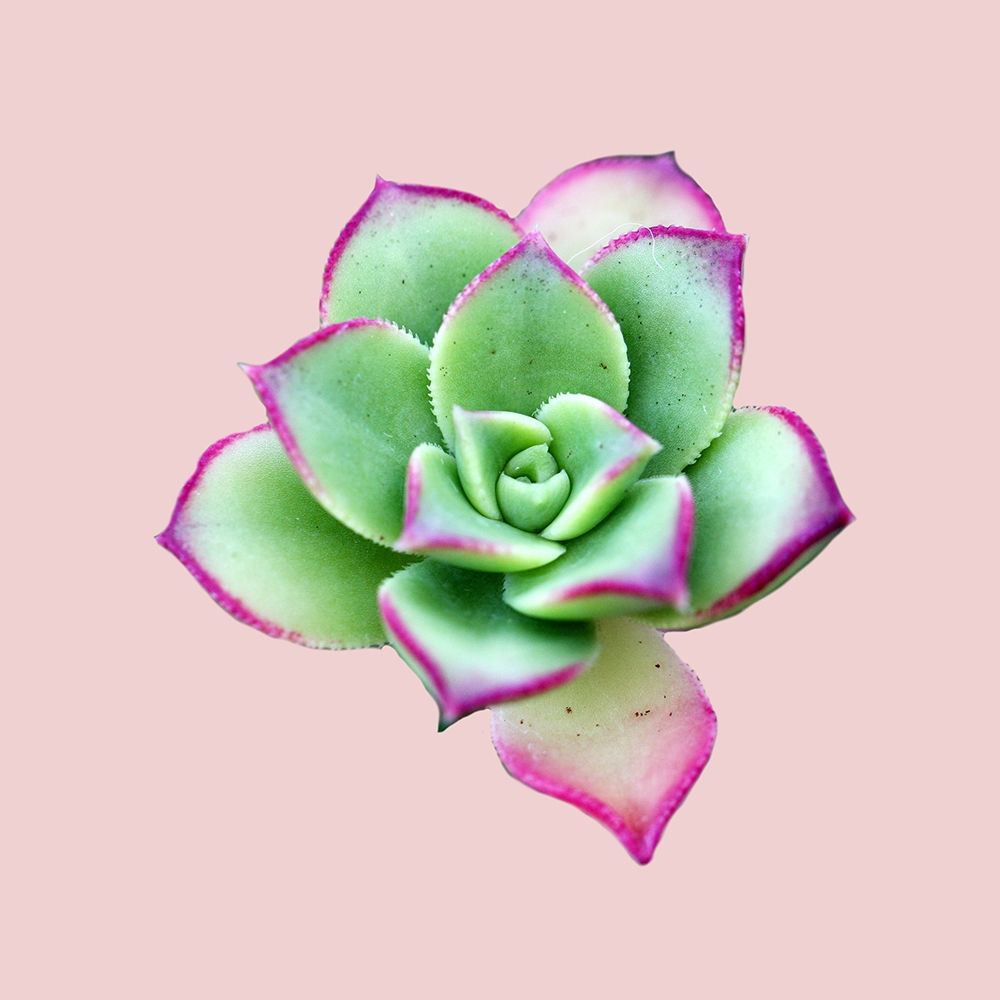 Succulent art print by Jamie Phillip for $57.95 CAD