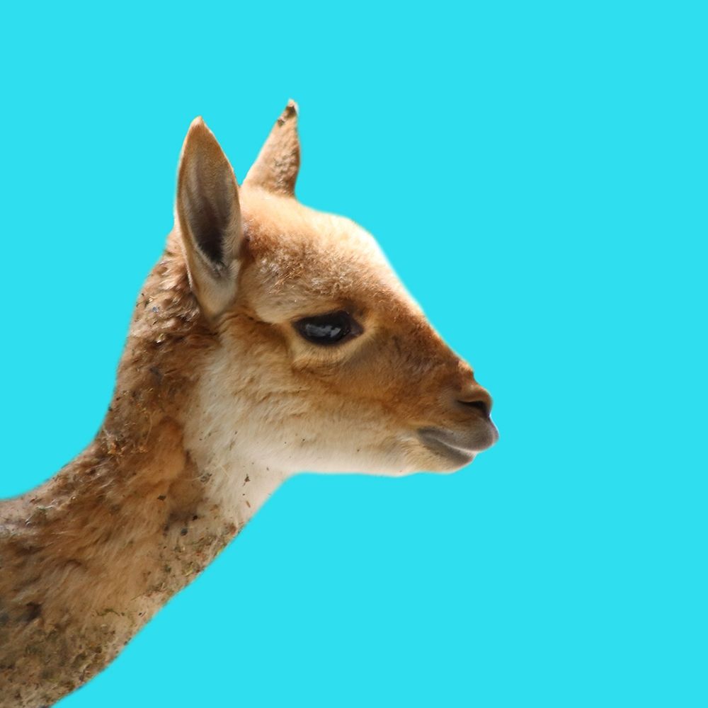 Llama art print by Jamie Phillip for $57.95 CAD