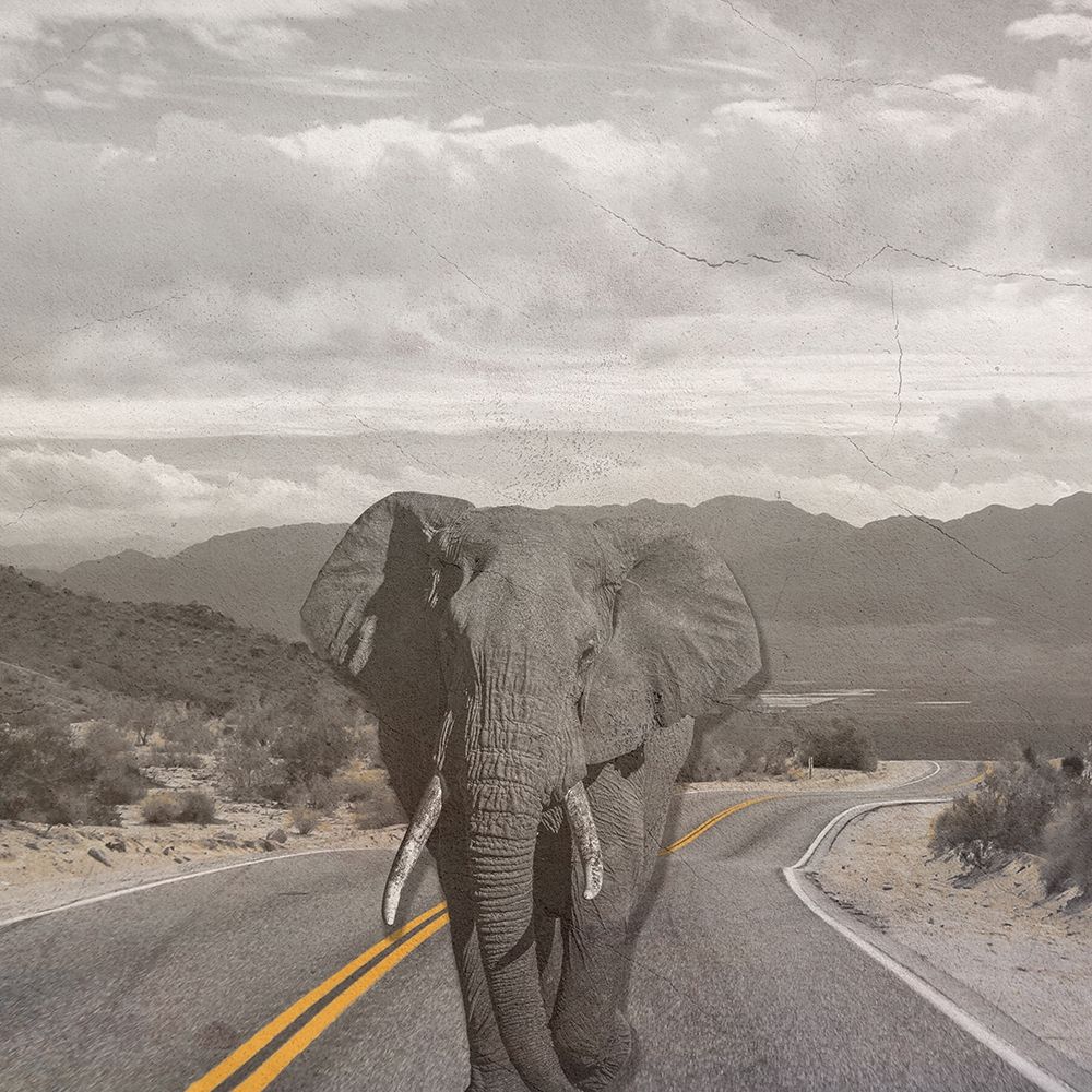 Safari Street art print by Jamie Phillip for $57.95 CAD