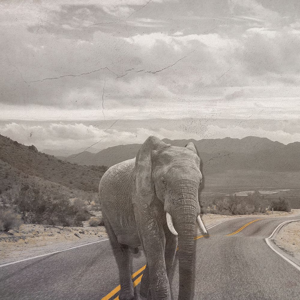 Safari Street 2 art print by Jamie Phillip for $57.95 CAD