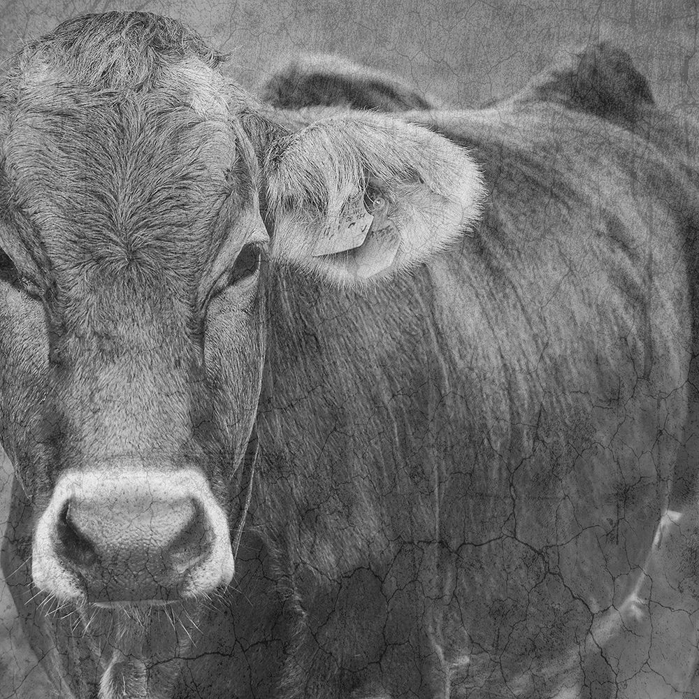 Bull art print by Jamie Phillip for $57.95 CAD